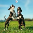 thumbnail image 5 of Dog Pet Ball Rubber Dog Ball Indestructible Dog Ball Chew Hard Toy, 5 of 9