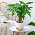 thumbnail image 3 of FIASON 6 Pack Self-Watering Plant Pots, White with Brown 5/5.5/6/6.5/7/8 Inch Planters with Watering Lip, Drainage Holes & Saucer for Indoor Outdoor Garden Plants, 3 of 10