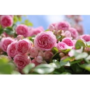 Seedville 5 Pink Climbing Rose Flower Seeds, Fragrant Butterfly Attracting Blooms