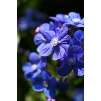 100 BLUE ITALIAN ALKANET Anchusa Capensis Flower Seeds