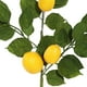 Vickerman FK171701 Guirlande de Citron X20 Fruit - 5 Pi – image 2 sur 4