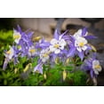 thumbnail image 4 of Seedville 50 Blue Rocky Mountain Columbine Flower Seed, Attracts Bees, Birds & Butterflies, 4 of 11