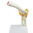 thumbnail image 2 of Modèle d'Enseignement de Modèle d'Articulation de Coude Humain, Flexible, Anatomiquement Précis Modèle d'Étude de Classe de Squelette d'Épaule de Statue, 2 of 6