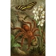 thumbnail image 3 of Alfred Edmund Brehm 11x14 Black Modern Framed Museum Art Print Titled - The Insects, Thousands and Spiders Pl 21 (1877), 3 of 5