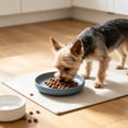 thumbnail image 4 of Whisker Fatigue Dog Bowl, Shallow Dog Food Dish, Wide Dog Wet Feeding Bowls, Pet Plates for Kittens and Short Legged Dog _ Blue, 4 of 6