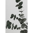 thumbnail image 2 of Artographie Studio 17x24 Black Modern Framed Museum Art Print Titled - Eucalyptus Natural 05, 2 of 4