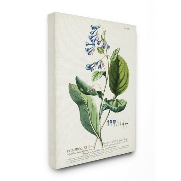 Stupell Industries Botanical Plant Illustration Blue Flowers Vintage Design Canvas Wall Art by Unknown
