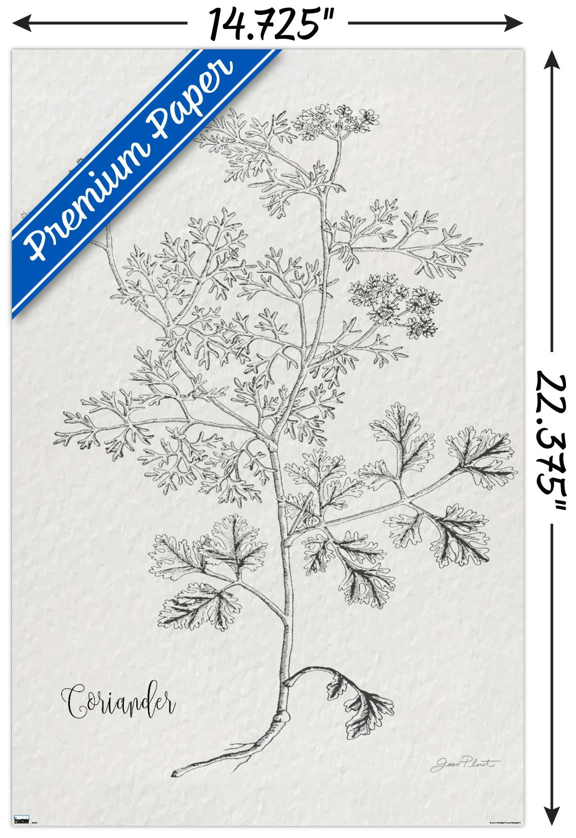 Jean Plout - Botanical Studies on Paper Coriander Wall Poster, 14.725" x 22.375"