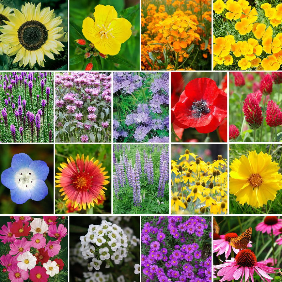 Perennial Wildflower Mixture 100% Pure Live Seed Seeds Package of 30,000 Seeds 
