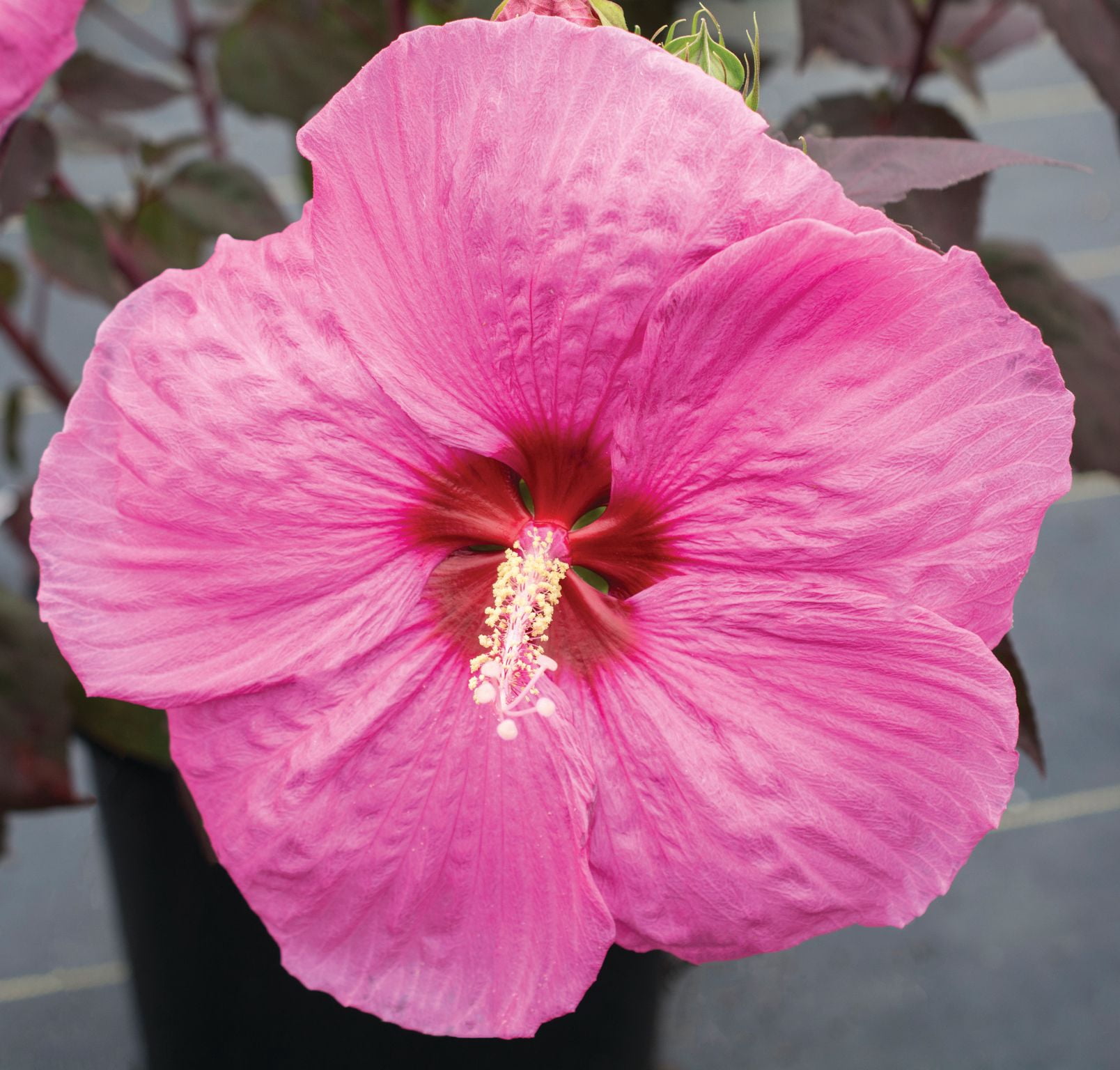 National Plant Network 3 gal Hibiscus Head over Heels Passion Live Perennial Plant Condition with Full Sunlight