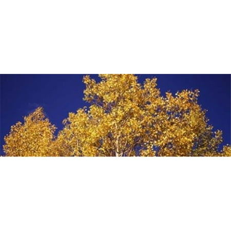 Low angle view of aspen trees in autumn  Colorado  USA Poster Print by  - 36 x