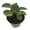 5 Plants, variant on Jewel Orchid - Live Plant in a 3 Inch Pot - Macodes Petola - Stunning Lightning Leaf Pattern Beautiful Foliage