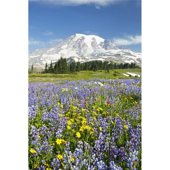 Mount Rainier National Park Washington United States of America - Wildflowers In Paradise Park with Mount Rainier In Th 1 Poster Print - 12 x 19