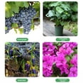 thumbnail image 4 of TNOBHG Durable Garden Clips 100/200 Pcs Plant Support Clips Reusable Gourd Buckle Clips for Climbing Plants Tomato Vine Flower Space-saving Butterfly Buckle, 4 of 8