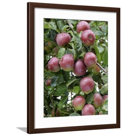 spartan' Apples on Apple Tree Norfolk, UK Framed Print Wall Art By Gary Smith
