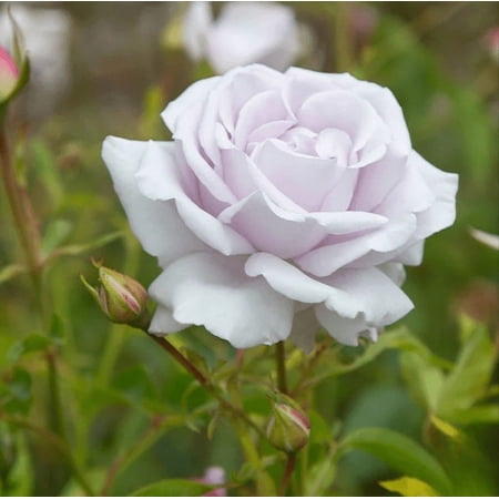 Lagerfeld Rose Plant Live for Planting, Hybrid Tea Rose, Fragrant Silver-Lavender Blooms, Well-Rooted, 4 to 8 Inch Tall, Ship No Pot