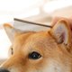 thumbnail image 5 of Peines para perros con extremos redondeados, dientes de acero inoxidable, peine para gatos para eliminar enredos y nudos, herramienta de aseo profesional para perros de pelo largo y corto,, 5 of 5