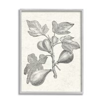 Stupell Industries Vintage Fig Plant Study Drawing Botanical & Floral Painting Gray Framed Art Print Wall Art