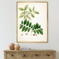 thumbnail image 2 of Designart 'Ancient Botanicals XIV' Farmhouse Framed Canvas Wall Art Print, 2 of 5