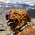 thumbnail image 4 of Collar para perro Wolfgang Heavy Duty, ajustable, estampado Overland, 4 of 9