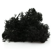 NW Wholesaler, 1 LB bag of Black Preserved Reindeer Moss For Floral Design, Terrariums, Fairy Gardens, Arts and Crafts
