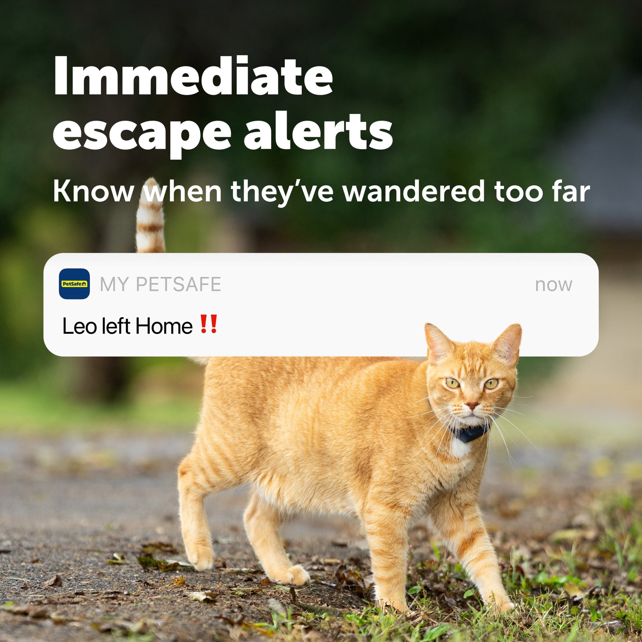 PetSafe GPS Cat Tracker, Live GPS Tracking, Subscription Required | Unlimited Safe Zones, Immediate Escape Alerts  Distance and rest time - Breakaway Collar  Up to 15-Day Battery Life