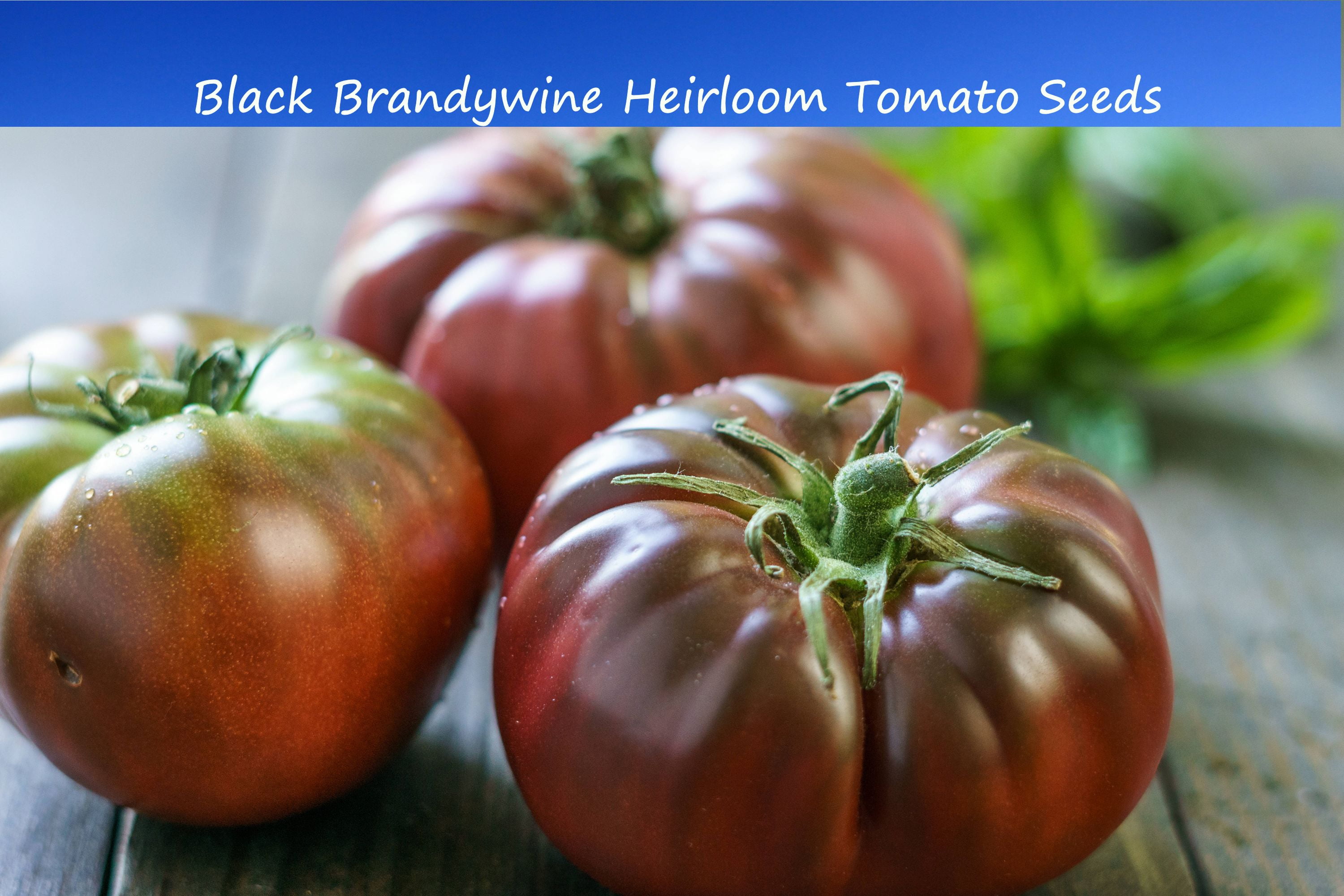 Tomato SEEDS --Black Brandywine Tomato -20 Vegetable Seeds- Produces Large  Delicious Fruit -Seed Pack= = Perfect for Slicing -Salads = Serendipity