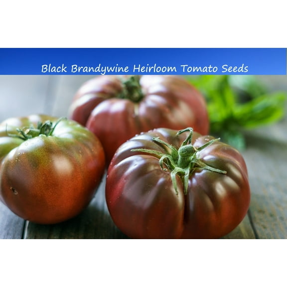 Tomato SEEDS --Black Brandywine Tomato -20 Vegetable Seeds- Produces Large Delicious Fruit -Seed Pack= = Perfect for Slicing -Salads = Serendipity Seeds