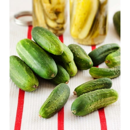 Bonnie Plants Pickling Cucumber 6-pack
