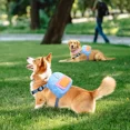 thumbnail image 3 of Pechera Arnés Para Perros Ajustable Con Mochila Con Correa, 3 of 8