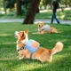 thumbnail image 3 of Pechera Arnés Para Perros Ajustable Con Mochila Con Correa, 3 of 8