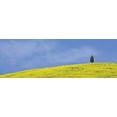 thumbnail image 2 of Flaherty, Dennis 18x9 White Modern Wood Framed Museum Art Print Titled - Italy, Tuscany Lone cypress tree grows on a hill, 2 of 4