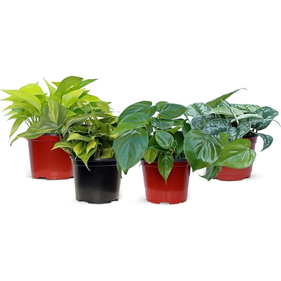 Live Combo 4 Houseplants, Neon Pothos, Scindapsus Pictus Exotica, Brazilian Philodendron & Heartleaf Philodendron, Housewarming Gift, Mother's Day Gift, Couples Gift in 6" Pots