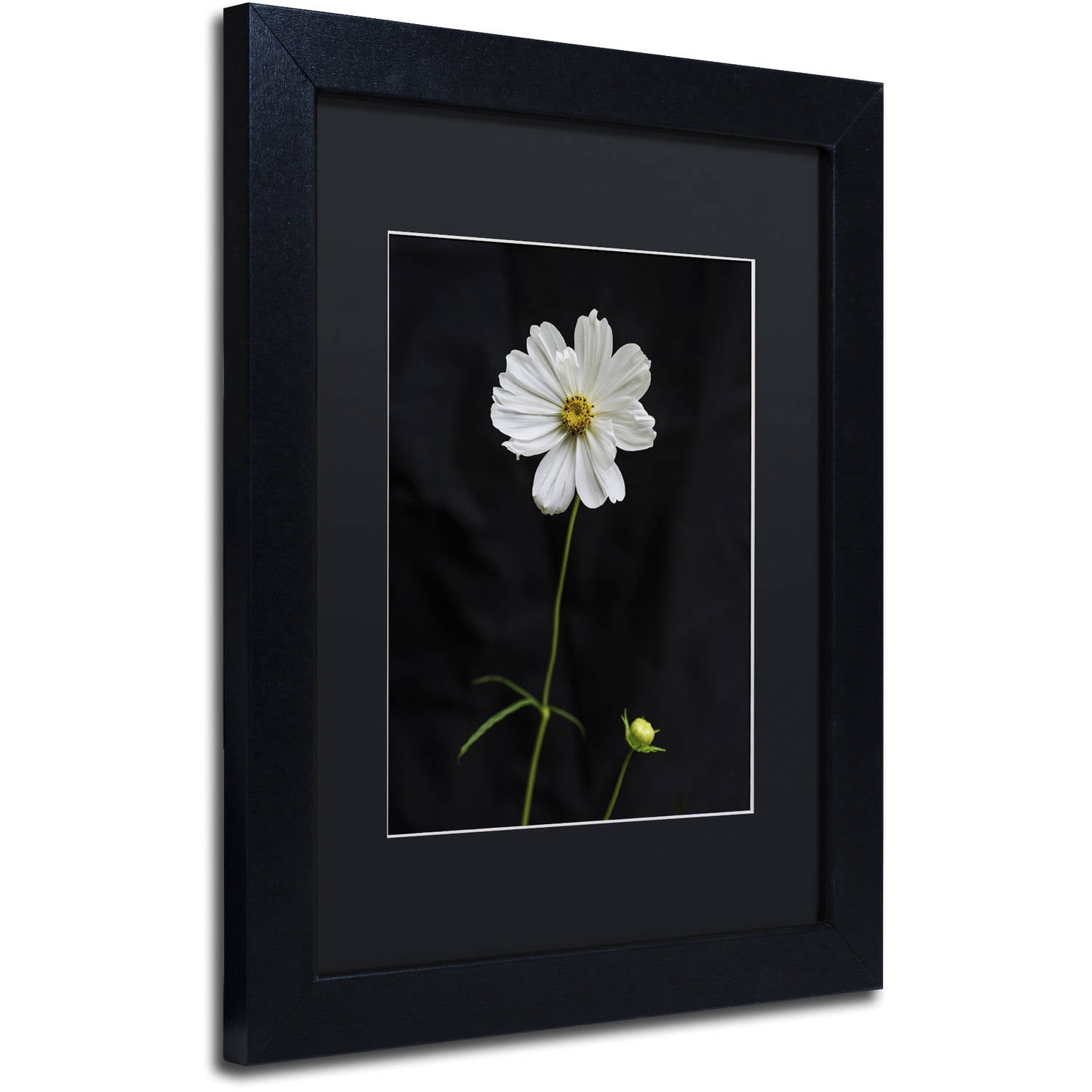 Trademark Fine Art "White Cosmos on Black" Canvas Art by Kurt Shaffer, Black Matte, Black Frame