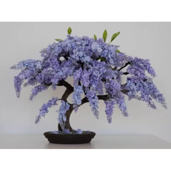 Blue Jacaranda Tree Seeds (30 Pack) - Excellent Bonsai Specimen - Exotic Flowering Bonsai - Blooming Tree