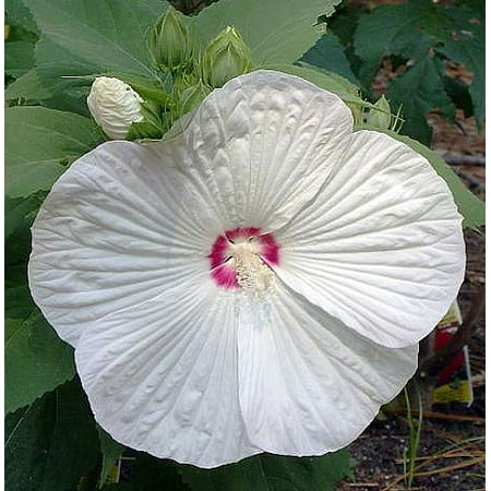 Perennial Hibiscus - Pinot Grigio Giant Hibiscus Rose Mallow Perennial - Live Plant - Gallon Pot