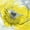 Bright Yellow Flower, variant on Elephant Stock Yellow Poppies Wall Art - Horizontal Canvas Wall Art - Living Room Wall Decor - Floral And Botanical Canvas - Gray And Yellow Decor - 12" x 8"