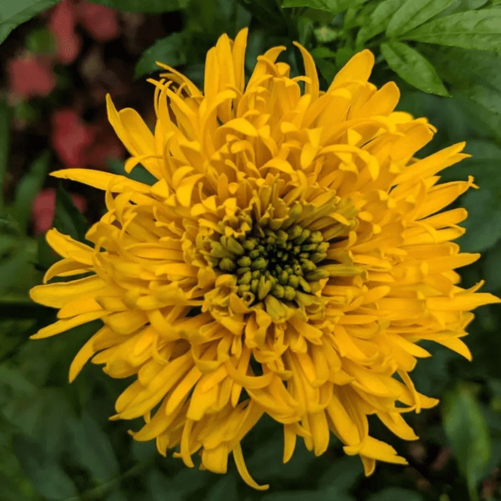 25 Mission Giant Yellow Marigold Seeds, Edible, Open, Pollinating