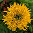thumbnail image 4 of 25 Mission Giant Yellow Marigold Seeds, Edible, Open, Pollinating, 4 of 5
