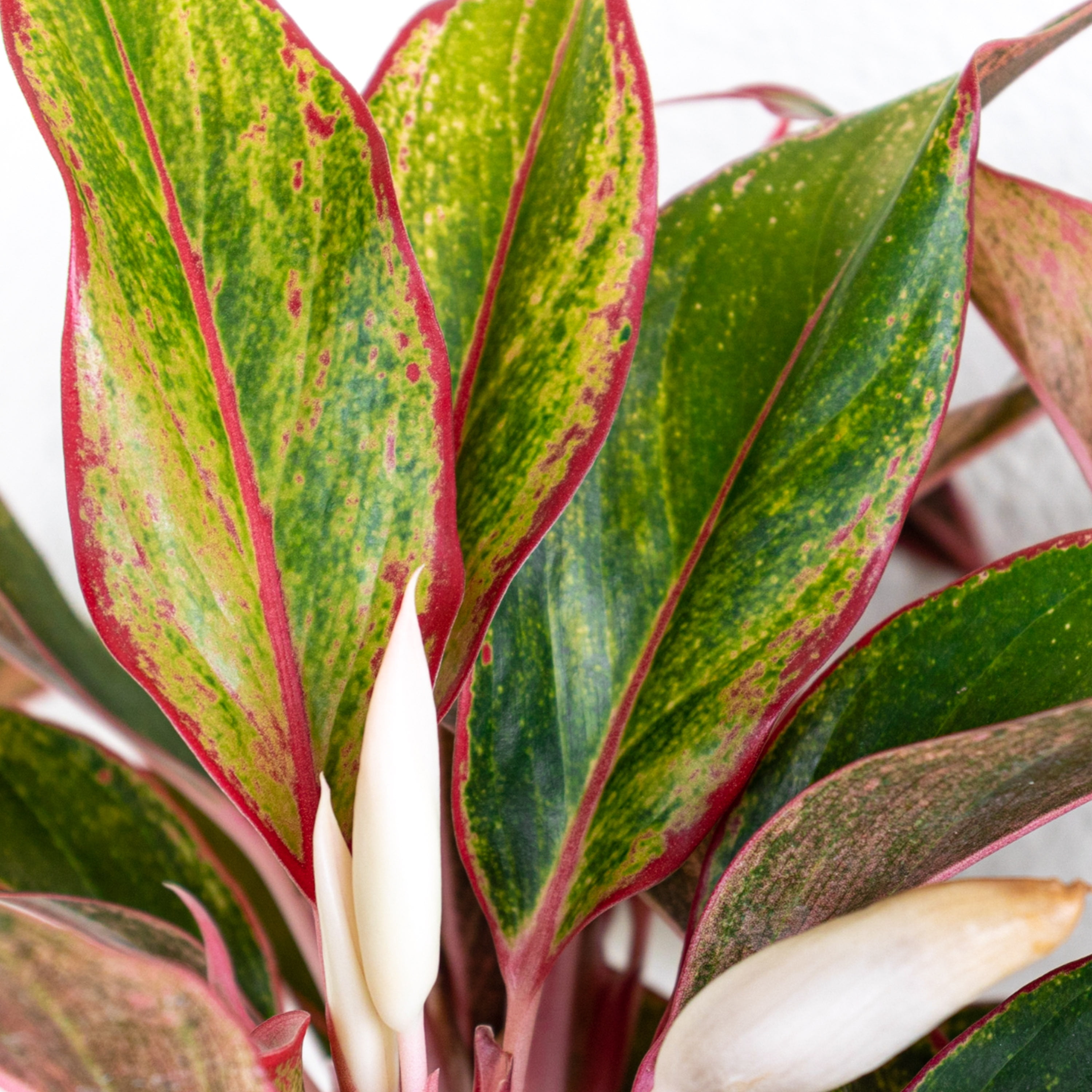 United Nursery Live Aglaonema Siam Aurora Houseplant 12-14in Tall in 6-inch Premium Ecopot Dark Gray