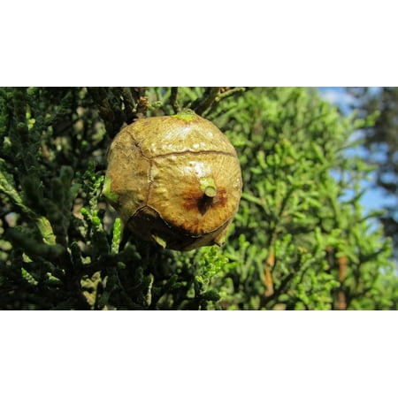 Forest Cone - LAMINATED POSTER Coniferous Tree Cone Green Conifer Nature Forest Poster Print 24 x 36
