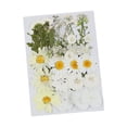 thumbnail image 2 of Flores secas prensadas Flores secas Hojas prensadas coloridas Flor real para bricolaje de resina, fabricación de papel, fabricación de velas, fabricación de tarjetas Estilo G, 2 of 8