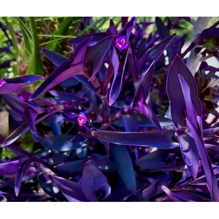 4"-8" Purple Wandering Tradescantia Pallida Purpurea Live Plants, 15 Count