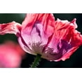 thumbnail image 3 of 250 Seeds AFGHAN Blue POPPY Mixed Colors Papaver Somniferum Pink Purple White Flower Seeds, 3 of 10