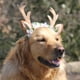 thumbnail image 3 of Diadema ajustable para perro, diadema de cuerno, diadema para mascota y gato con orejas para vestido L, 3 of 9