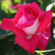 Heirloom Roses - Acapella® Hybrid Tea Rose Bush - Pink Rose Plant