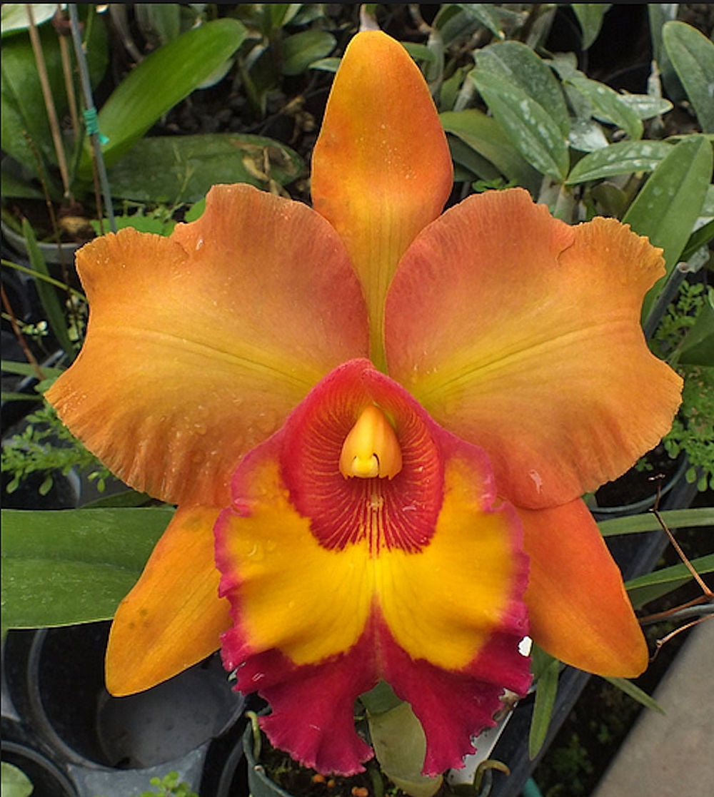 Orchid BLC Goldenzelle Forbessii