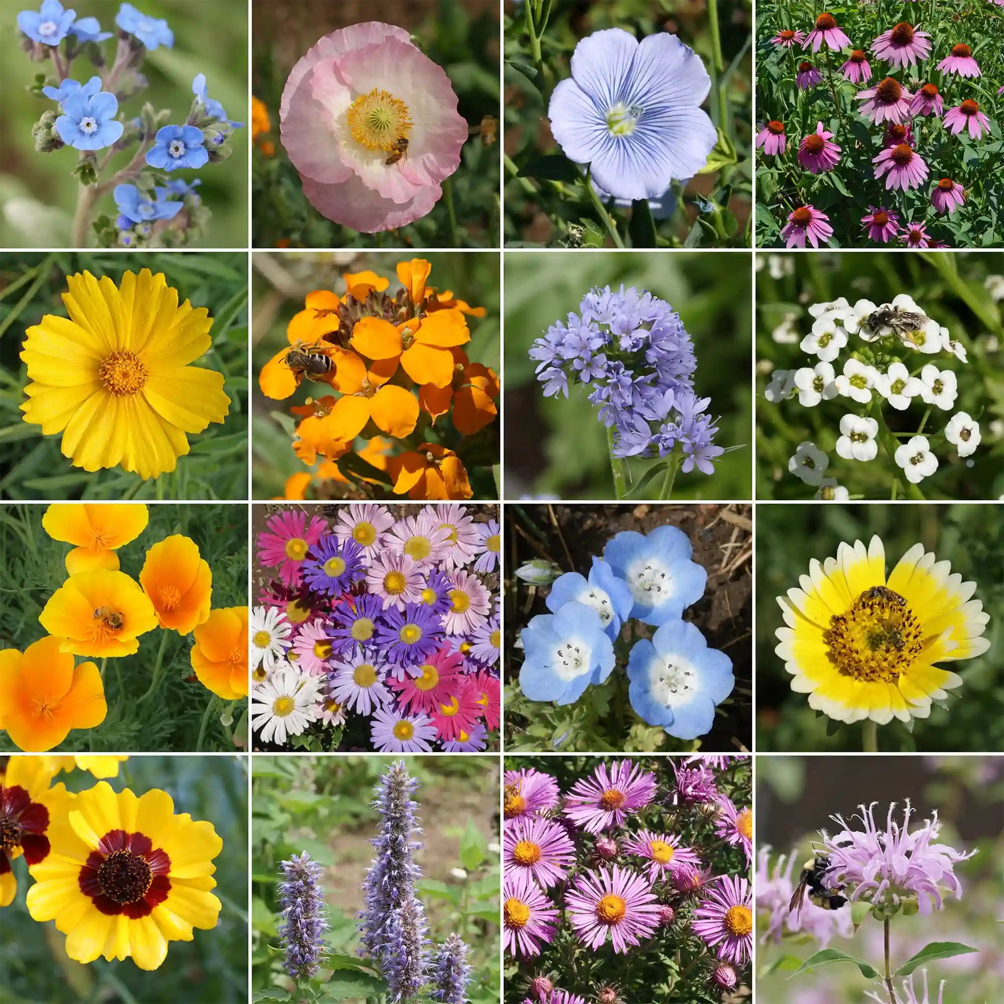 Ferry-Morse Bee Feed Mix Bulk Wildflower Seeds, 1lb