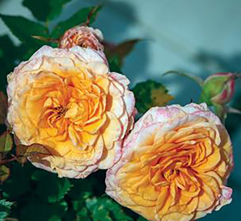 Parade Milla Miniature Rose Bush Fragrant/Hardy 4&quot; Pot