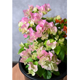 thumbnail image 2 of Pack 2  Imperial Thai Delight Bougainvillea Tree Live Plants Paperflower Bicolor Bougainvillea Vine 4-6 Inch Tall, 2 of 7